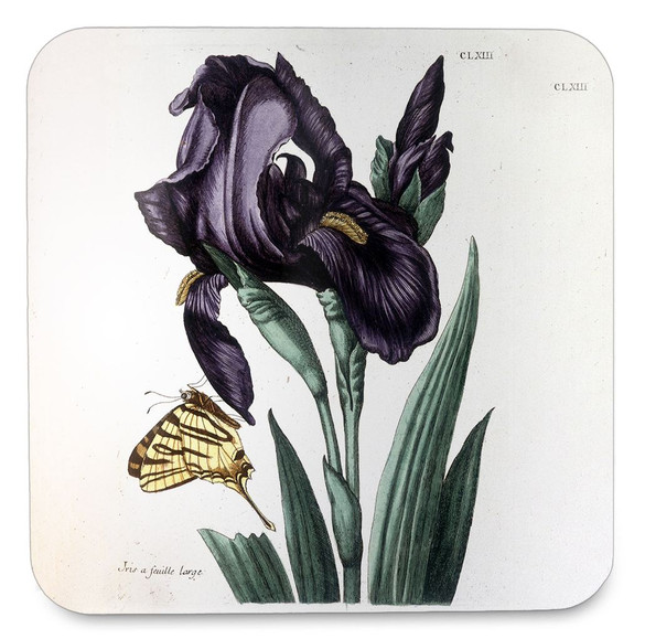 Podkładka pod kubek Irys szerokolistny Maria Sibylla Merian