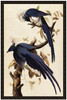 Magpie Jay