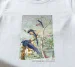 Koszulka z nadrukiem A pair of magpie jays James Audubon