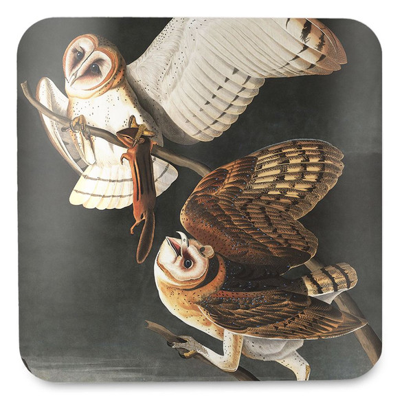 Podkładka pod kubek Barn Owl, Tyto Alba James Audubon