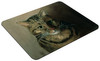 Studium głowy kota tabby