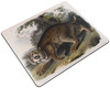 Common American Wildcat