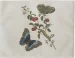 Podkładka na stół Great Blue Butterflies and Red Fruits Maria Sibylla Merian