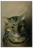 Studium głowy kota tabby