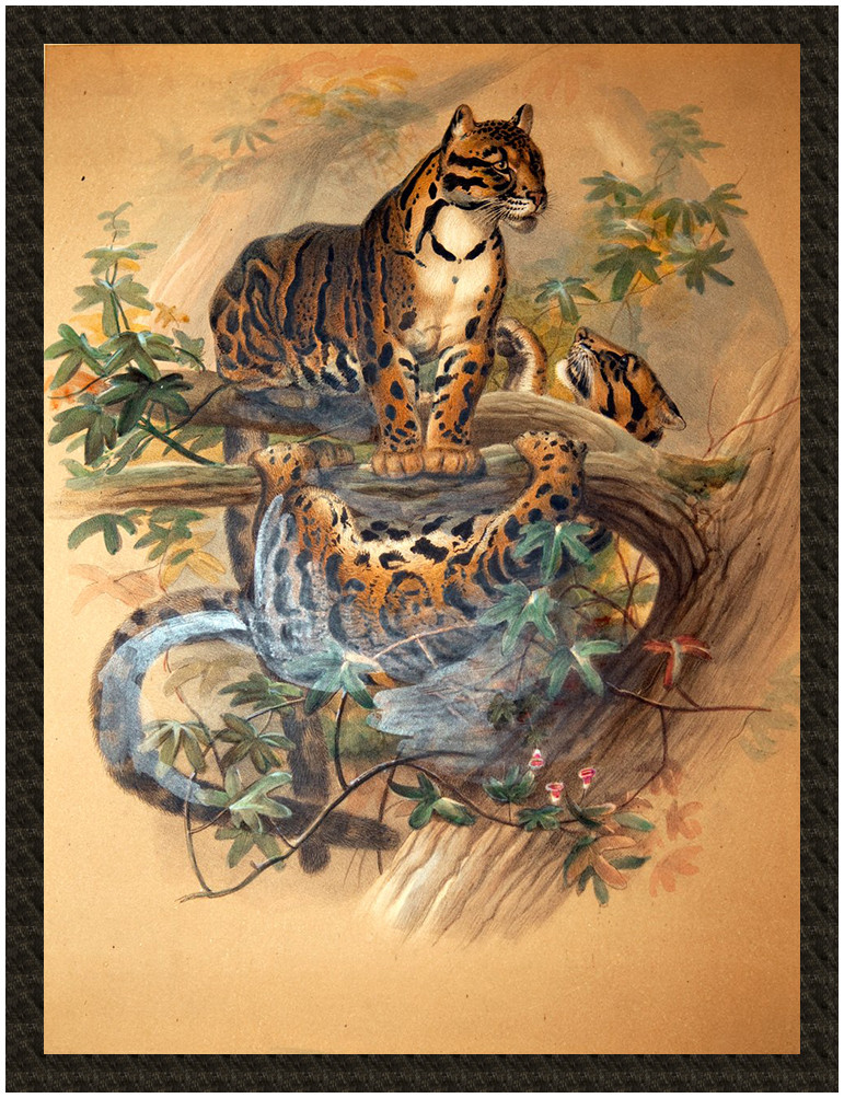 Naszywka The Clouded Tiger Joseph Wolf