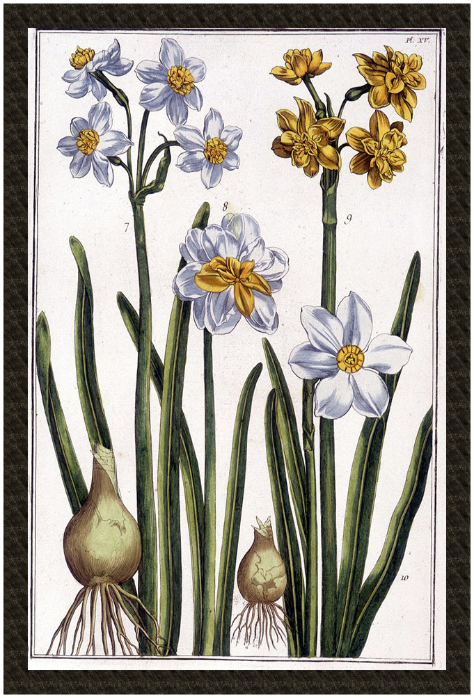 Naszywka Narcyz Maria Sibylla Merian