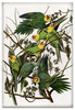 Carolina Parakeet