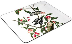 Podkładka Downy Woodpecker  James Audubon 60x40cm