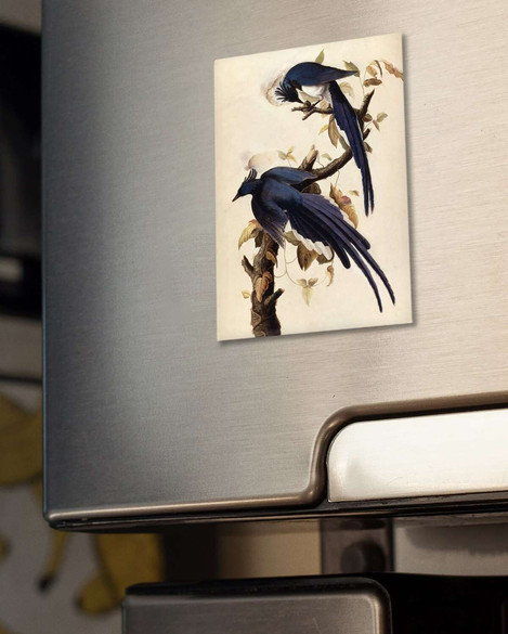 Magnes Magpie Jay James Audubon