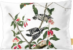 Poduszka Downy Woodpecker  James Audubon