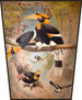 Ekran Concave casque Hornbill Joseph Wolf