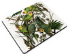 Carolina Parakeet