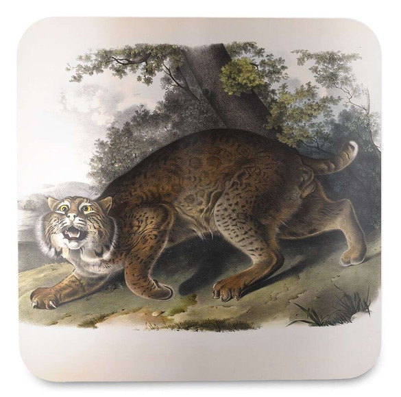 Podkładka pod kubek Common American Wildcat James Audubon
