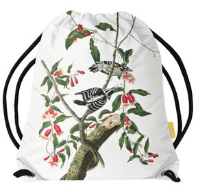 Worek Downy Woodpecker  James Audubon