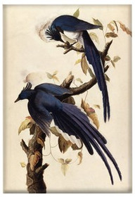 Magnes Magpie Jay James Audubon