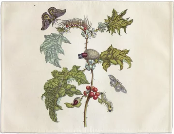 Podkładka na stół Metamorfoza owadów Surinamensium Maria Sibylla Merian