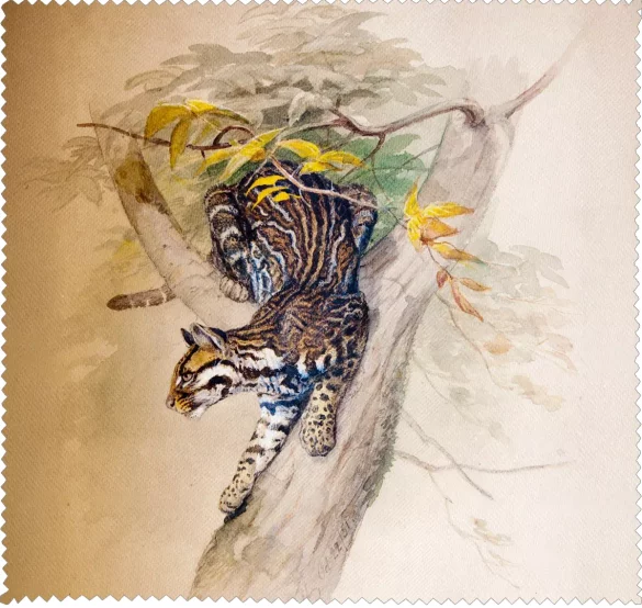 Ściereczka do okularów Ocelot Joseph Wolf