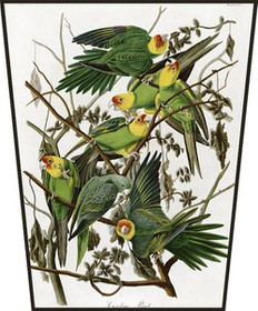 Ekran Carolina Parakeet James Audubon