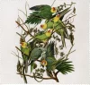 Carolina Parakeet
