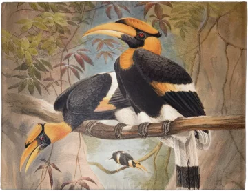 Podkładka na stół Concave casque Hornbill Joseph Wolf