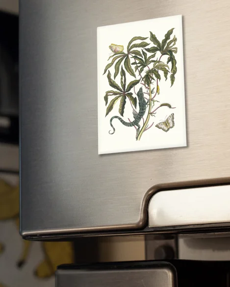 Magnes Cassave Maria Sibylla Merian