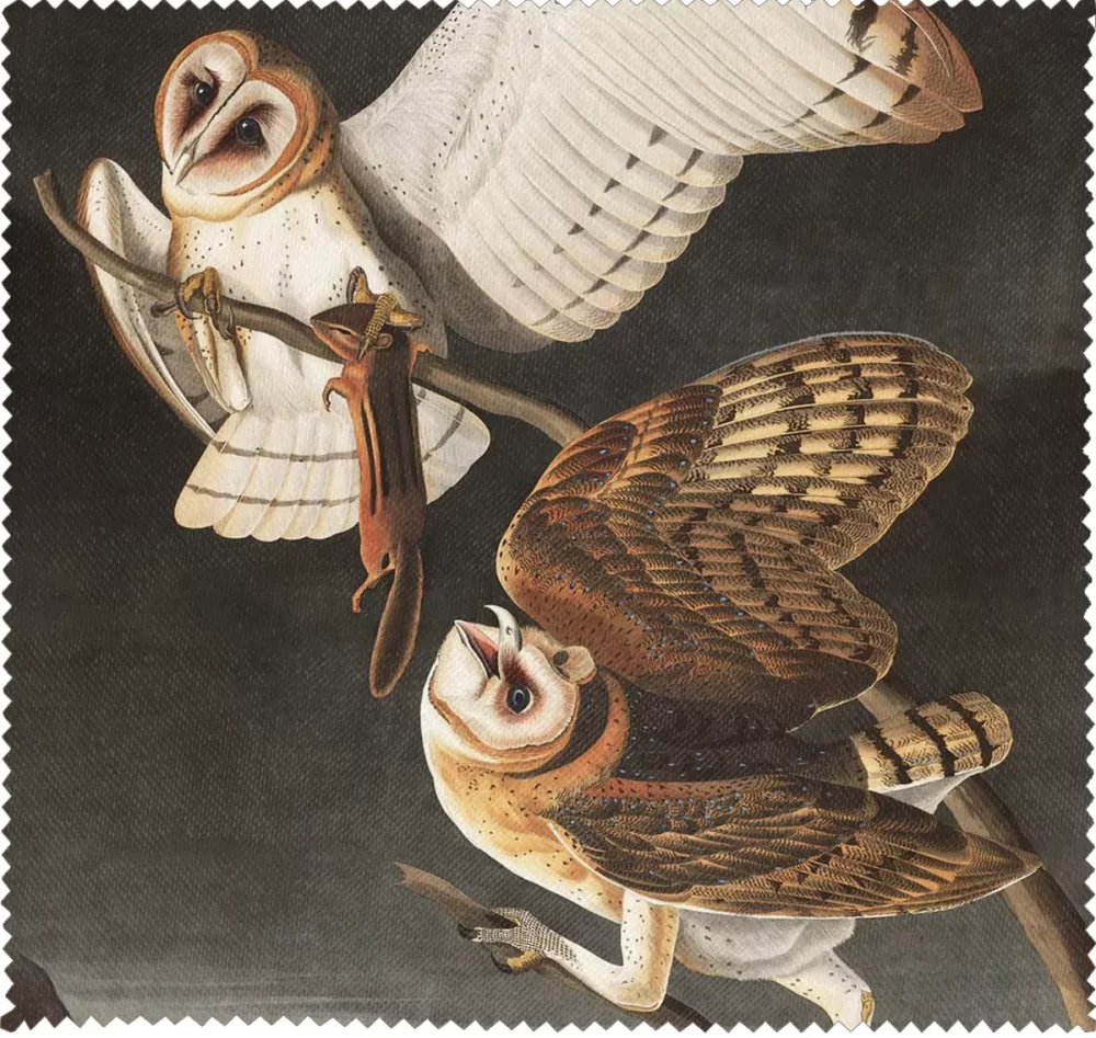 Ściereczka do okularów Barn Owl, Tyto Alba James Audubon