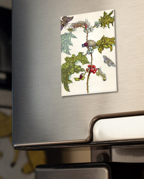 Magnes Metamorfoza owadów Surinamensium Maria Sibylla Merian