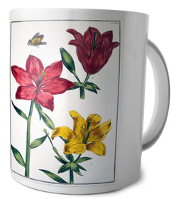 Kubek Lilia czerwona Maria Sibylla Merian