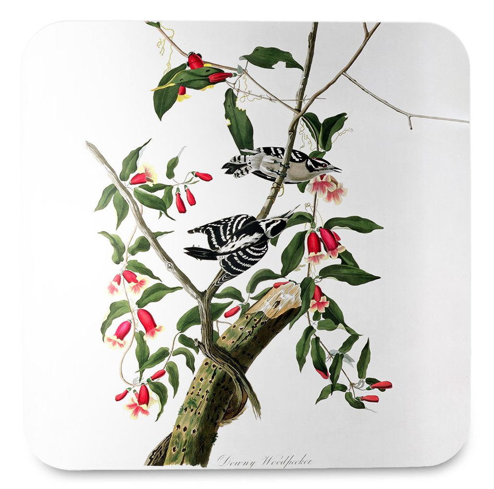 Podkładka pod kubek Downy Woodpecker James Audubon
