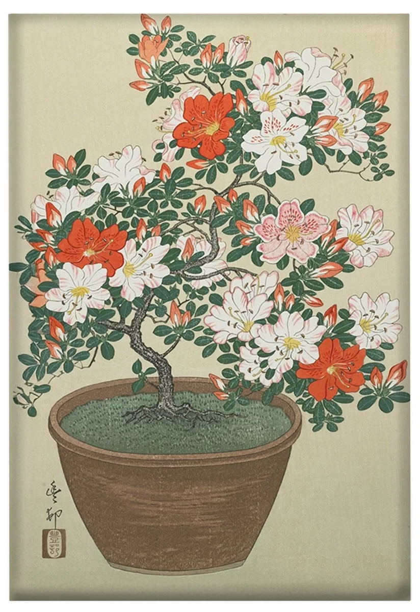 Magnes Azalia w doniczce Ohara Koson