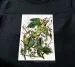 Koszulka z nadrukiem Carolina Parakeet James Audubon