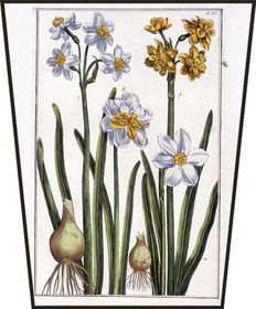 Ekran Narcyz Maria Sibylla Merian