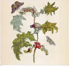 Ściereczka do okularów Metamorfoza owadów Surinamensium Maria Sibylla Merian