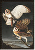 Barn Owl, Tyto Alba