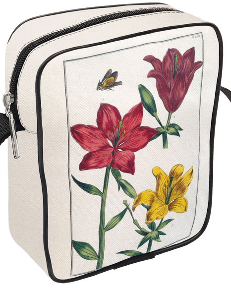 Listonoszka Lilia czerwona Maria Sibylla Merian