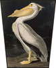 American White Pelican