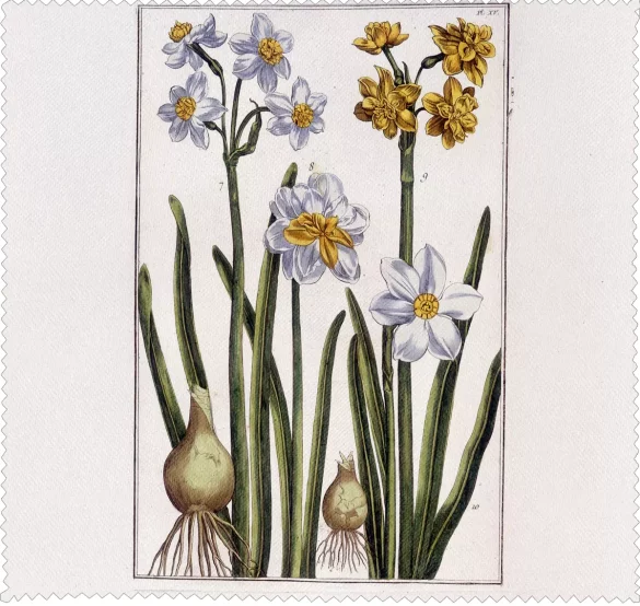 Ściereczka do okularów Narcyz Maria Sibylla Merian