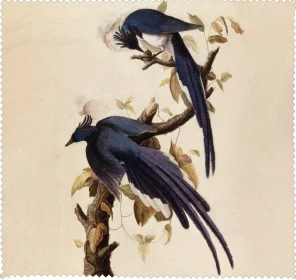 Ściereczka do okularów Magpie Jay James Audubon