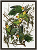 Carolina Parakeet