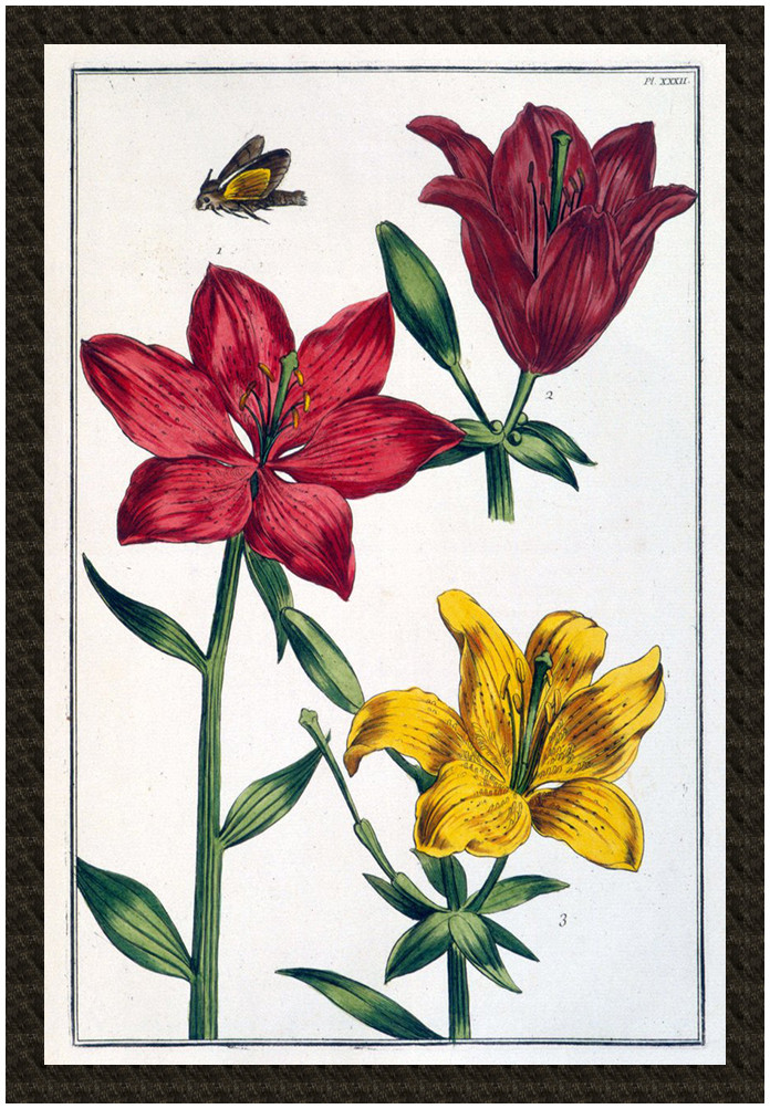 Naszywka Lilia czerwona Maria Sibylla Merian