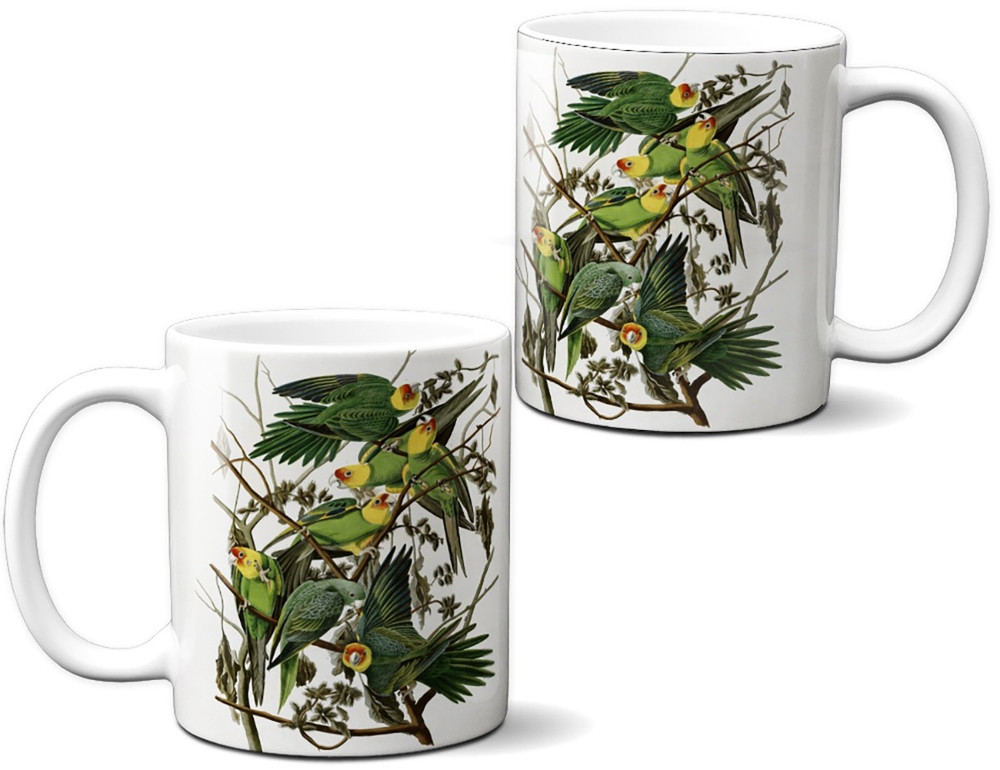 Kubek Carolina Parakeet James Audubon