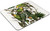 Carolina Parakeet