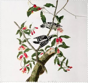 Ściereczka do okularów Downy Woodpecker James Audubon