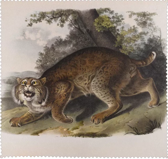 Ściereczka do okularów Common American Wildcat James Audubon