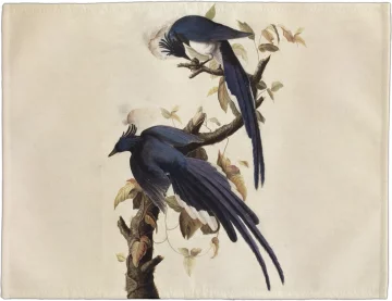 Podkładka na stół Magpie Jay James Audubon