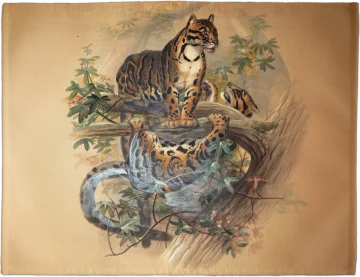 Podkładka na stół The Clouded Tiger Joseph Wolf