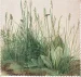 Ściereczka do okularów Studium traw Albrecht Dürer