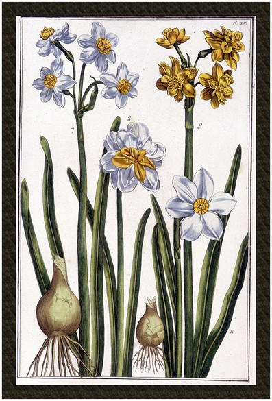 Naszywka Narcyz Maria Sibylla Merian