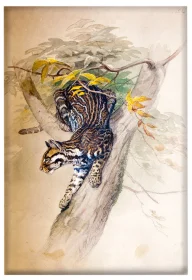 Magnes Ocelot Joseph Wolf