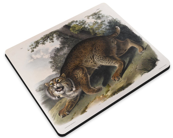 Podkładka Common American Wildcat James Audubon 36x29cm